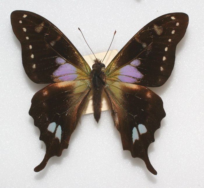Graphium weiskii (aberrant) (Internet Image property of respective owner, non-commercial use only)